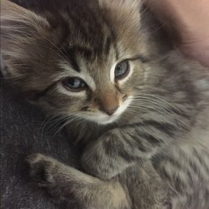 Meet your Posher, Abby